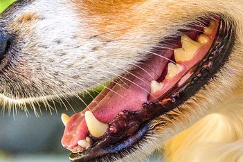 ¿Sabes identificar los problemas dentales de tu mascota?